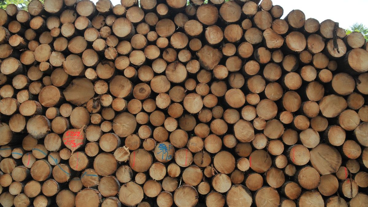 Lánská obora prodává dřevo do Číny a neprůhledným firmám. Částky tají